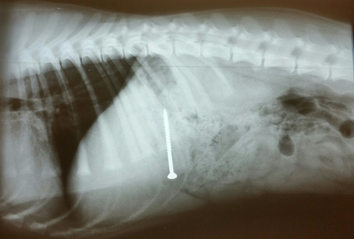 How Much Does It Cost To Xray A Dogs Stomach